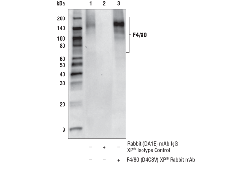 Immunoprecipitation Image 1: F4/80 (D4C8V) XP® Rabbit mAb