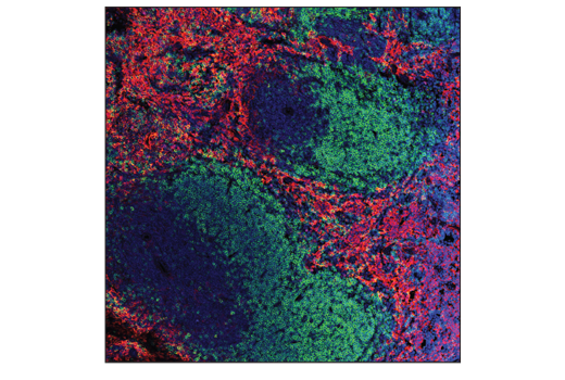  Image 33: Mouse Microglia Marker IF Antibody Sampler Kit
