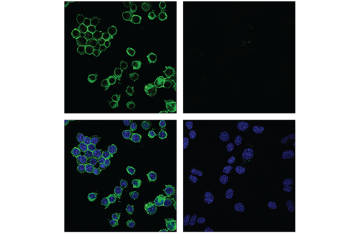 Immunofluorescence Image 3: F4/80 (D4C8V) XP® Rabbit mAb