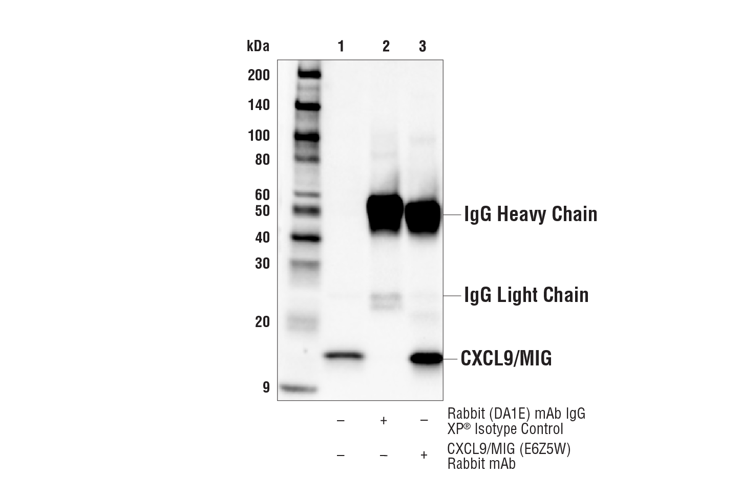 Immunoprecipitation Image 1: CXCL9/MIG (E6Z5W) Rabbit mAb
