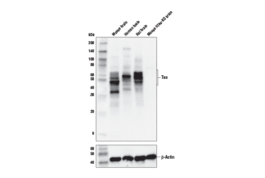Western Blotting Image 1: Tau 4R Antibody