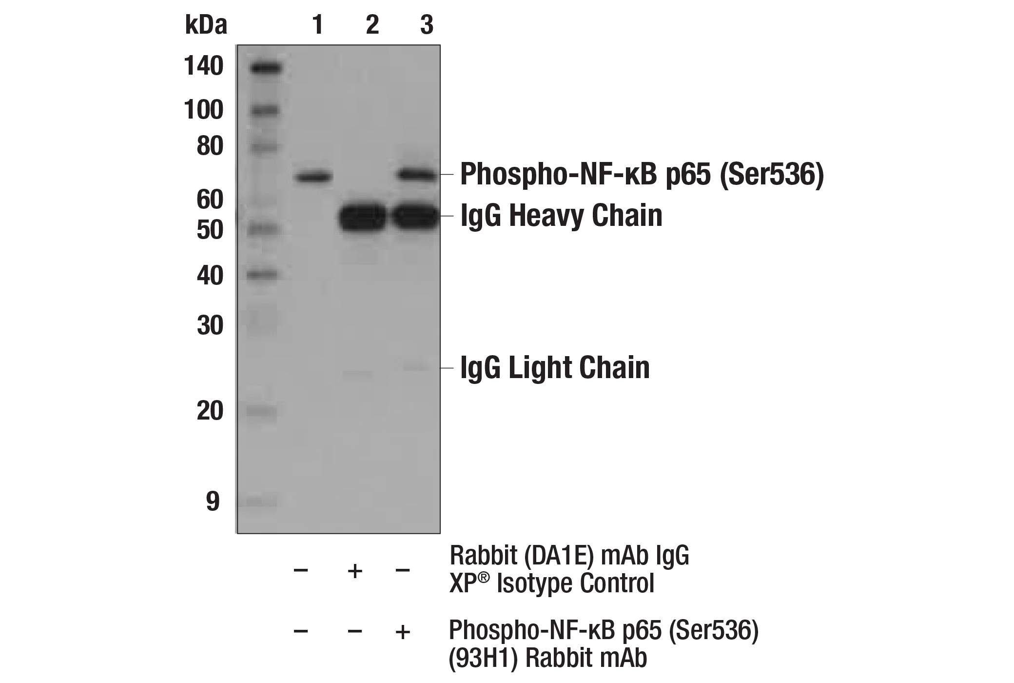 Immunoprecipitation Image 1: Phospho-NF-κB p65 (Ser536) (93H1) Rabbit mAb