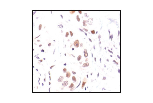 Immunohistochemistry Image 3: Phospho-NF-κB p65 (Ser276) Antibody