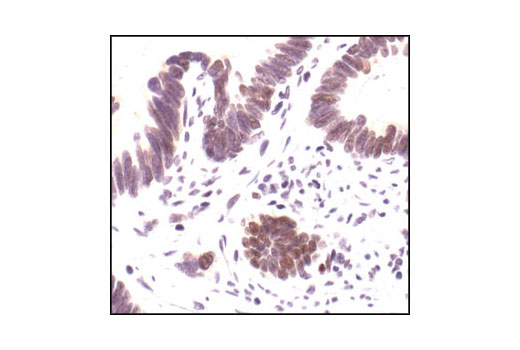 Immunohistochemistry Image 4: Phospho-NF-κB p65 (Ser276) Antibody