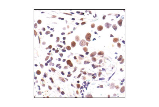 Immunohistochemistry Image 5: Phospho-NF-κB p65 (Ser276) Antibody