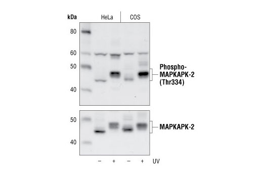 Western Blotting Image 1: Phospho-MAPKAPK-2 (Thr334) Antibody