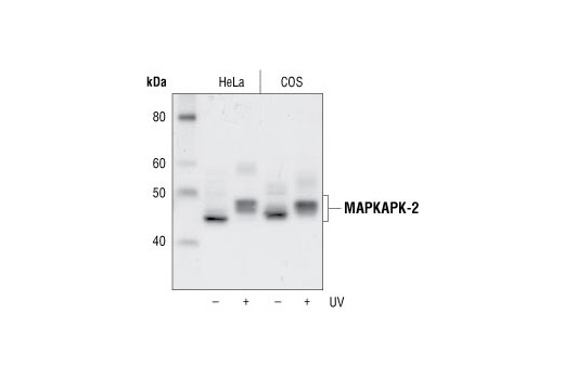 Western Blotting Image 1: MAPKAPK-2 Antibody
