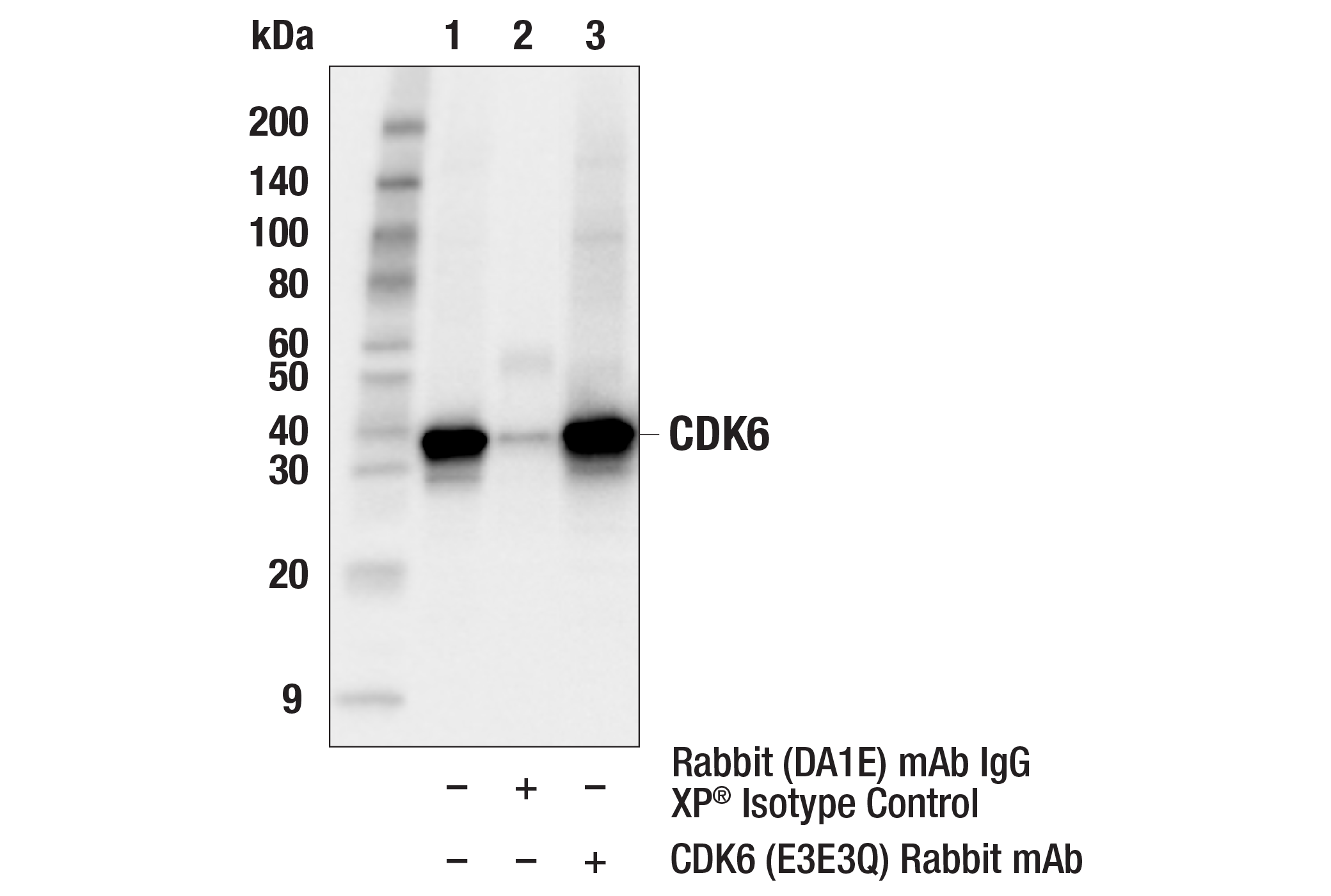 Immunoprecipitation Image 1: CDK6 (E3E3Q) Rabbit mAb