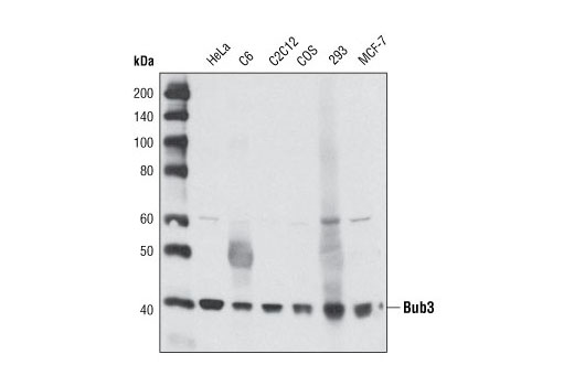 Western Blotting Image 1: Bub3 Antibody