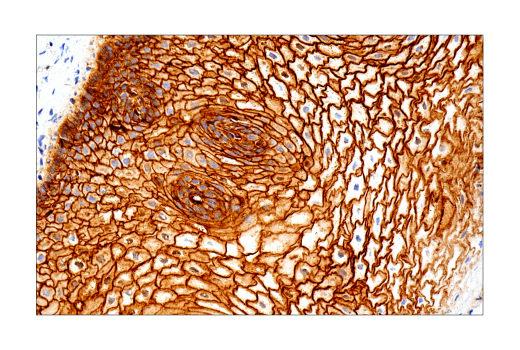 Immunohistochemistry Image 7: Syndecan 1 (IHC138) Mouse mAb