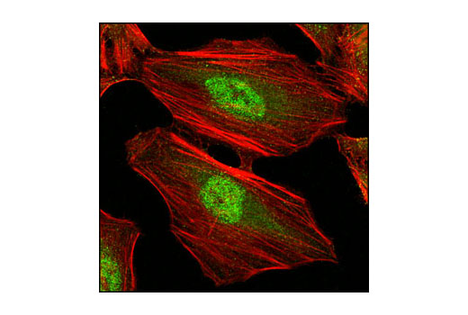 Immunofluorescence Image 1: NTF2 (5A3) Mouse mAb