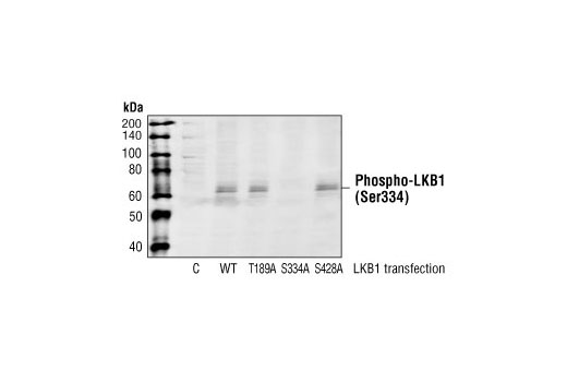 Western Blotting Image 1: Phospho-LKB1 (Ser334) Antibody