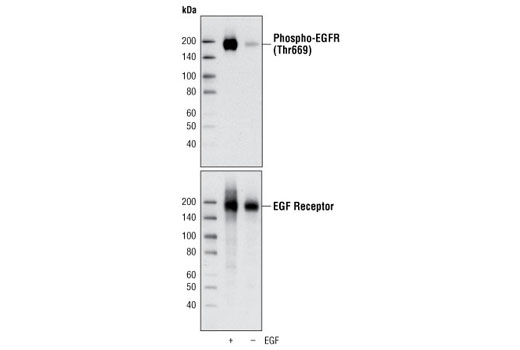 Western Blotting Image 1: Phospho-EGF Receptor (Thr669) Antibody