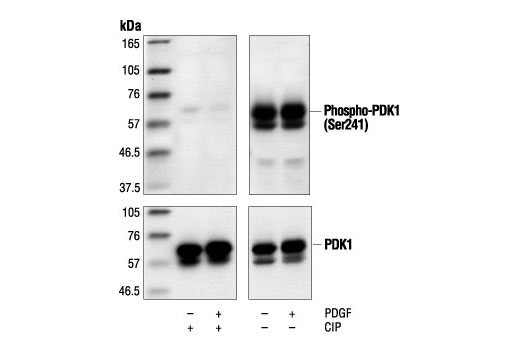 Western Blotting Image 1: Phospho-PDK1 (Ser241) Antibody