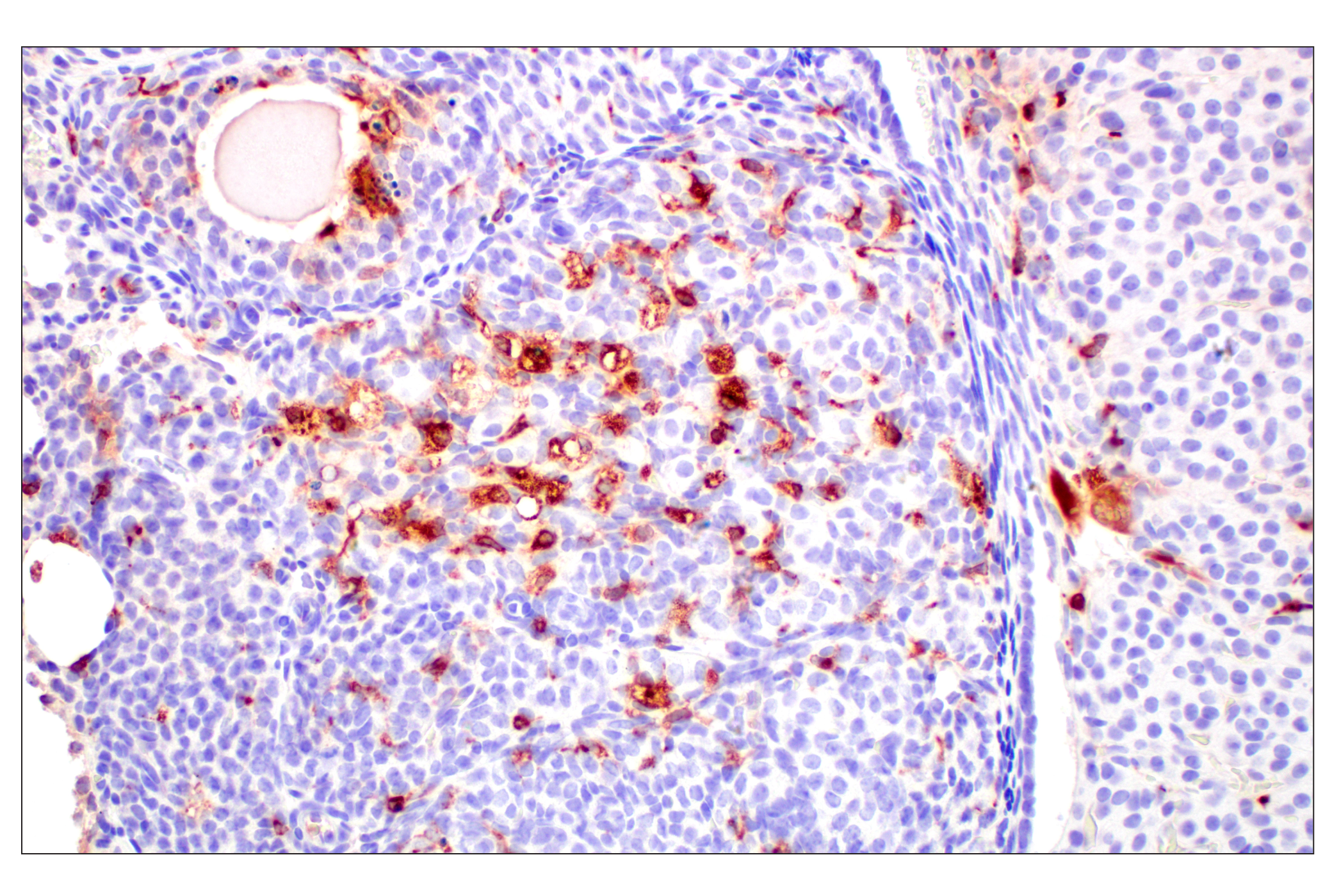 Immunohistochemistry Image 6: C1QB (E3U6X) Rabbit mAb