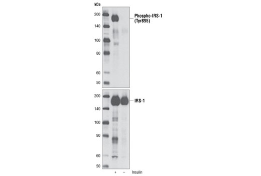 Western Blotting Image 1: Phospho-IRS-1 (Tyr895) Antibody