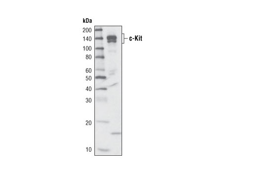 Image 2: c-Kit Antibody Sampler Kit