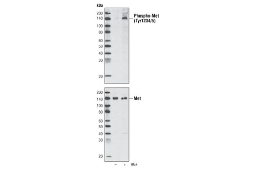  Image 1: PhosphoPlus® Met (Tyr1234/Tyr1235) Antibody Duet