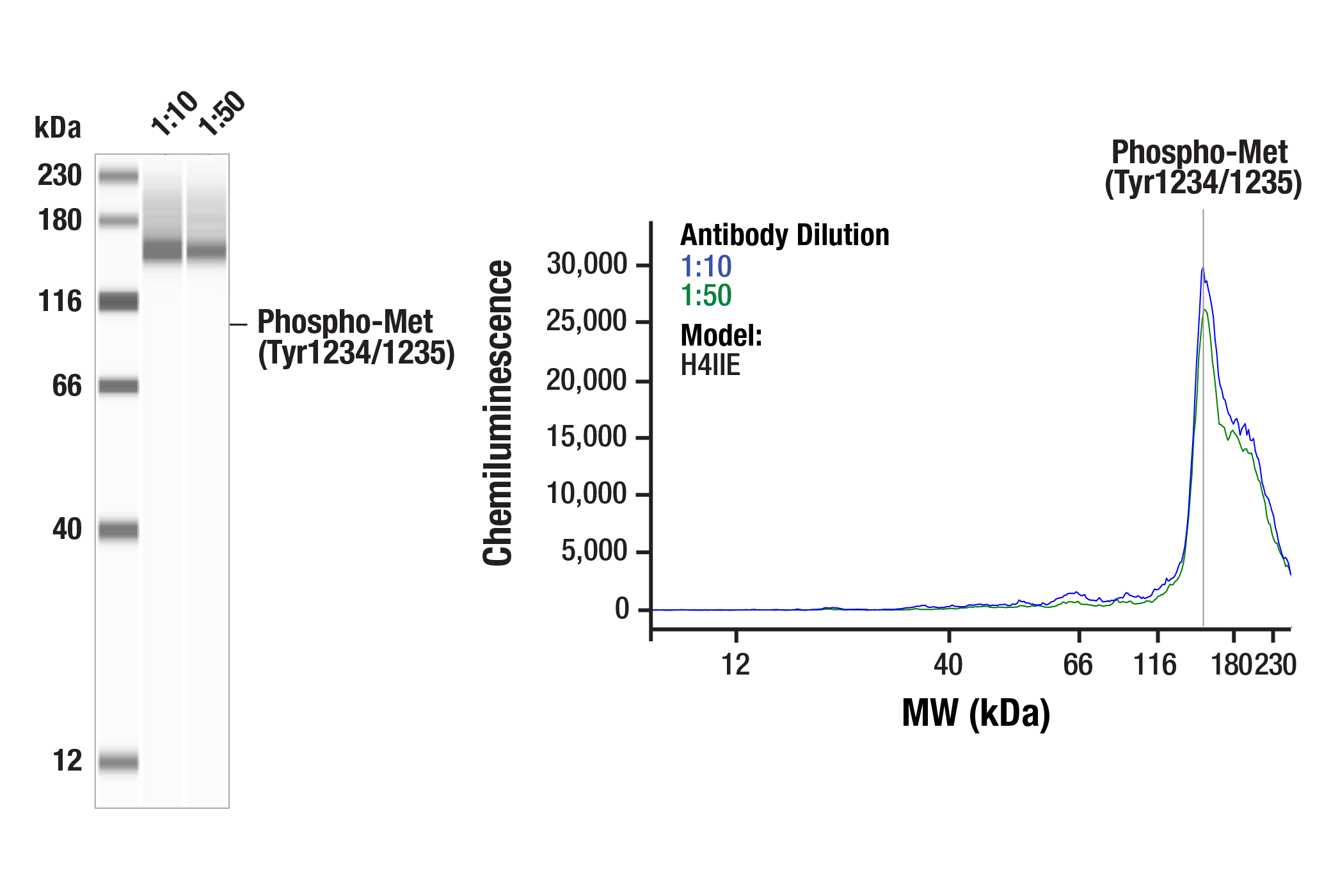 undefined Image 27: Met Signaling Antibody Sampler Kit