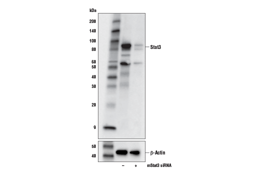  Image 15: Stat Antibody Sampler Kit II