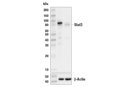  Image 44: Stat Antibody Sampler Kit II
