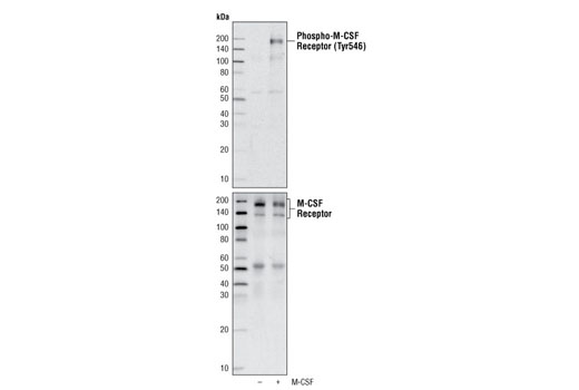 Western Blotting Image 1: Phospho-CSF-1R/M-CSF-R (Tyr546) Antibody