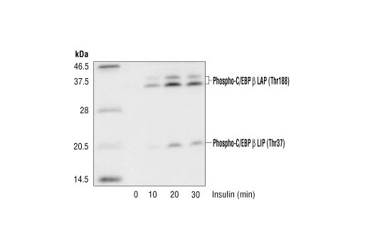 Western Blotting Image 1: Phospho-C/EBPβ (Thr235) Antibody