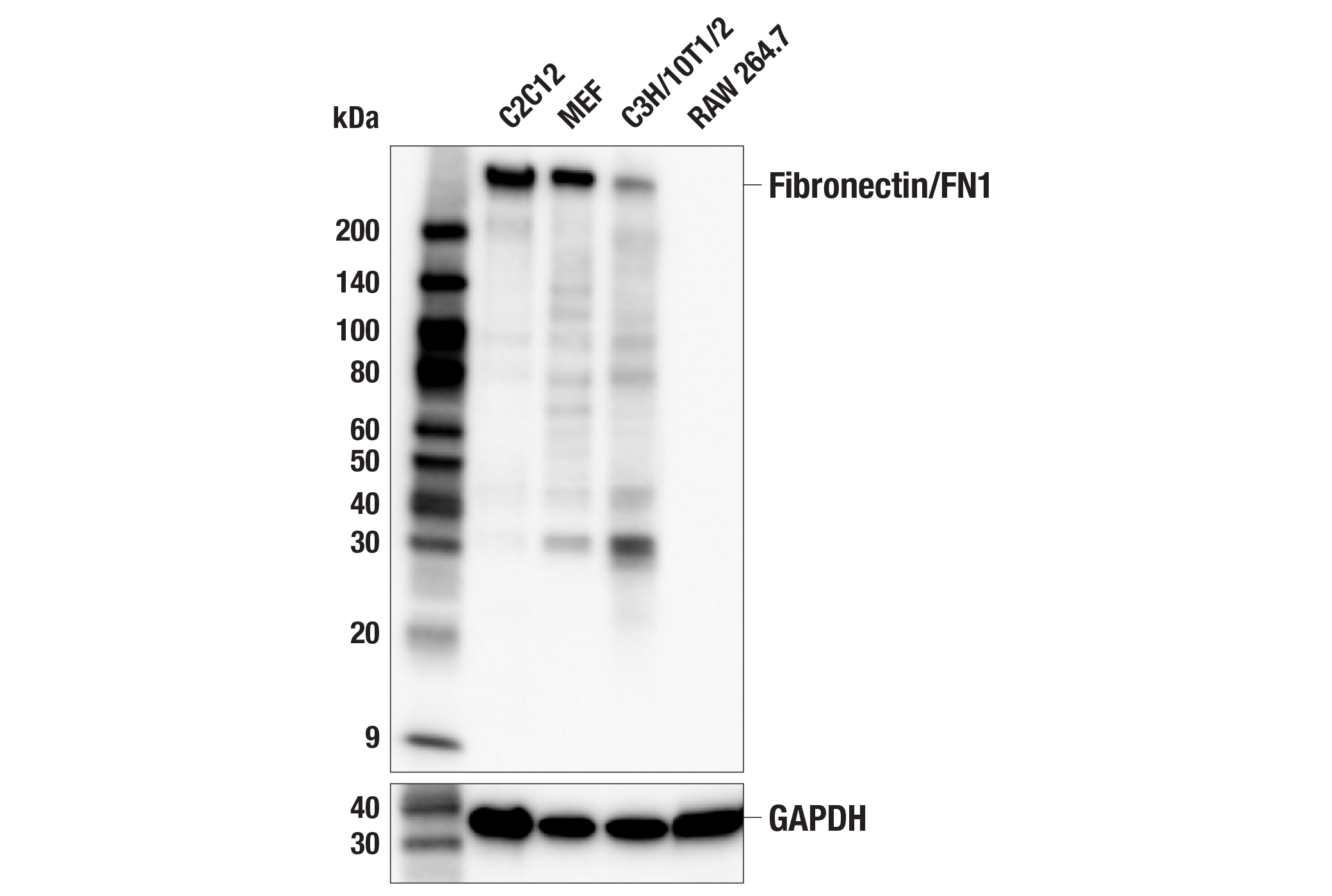 Western Blotting Image 1: Fibronectin/FN1 (E7F5X) Rabbit mAb