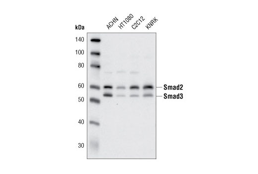 Smad2 3 Antibody Cell Signaling Technology