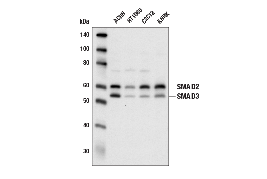 Western Blotting Image 1: SMAD2/3 Antibody