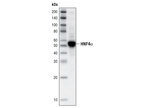 Western Blotting Image 1: HNF4α (C11F12) Rabbit mAb (BSA and Azide Free)