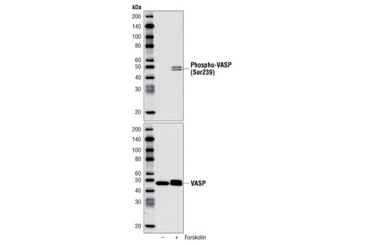 Western Blotting Image 2: Phospho-VASP (Ser239) Antibody