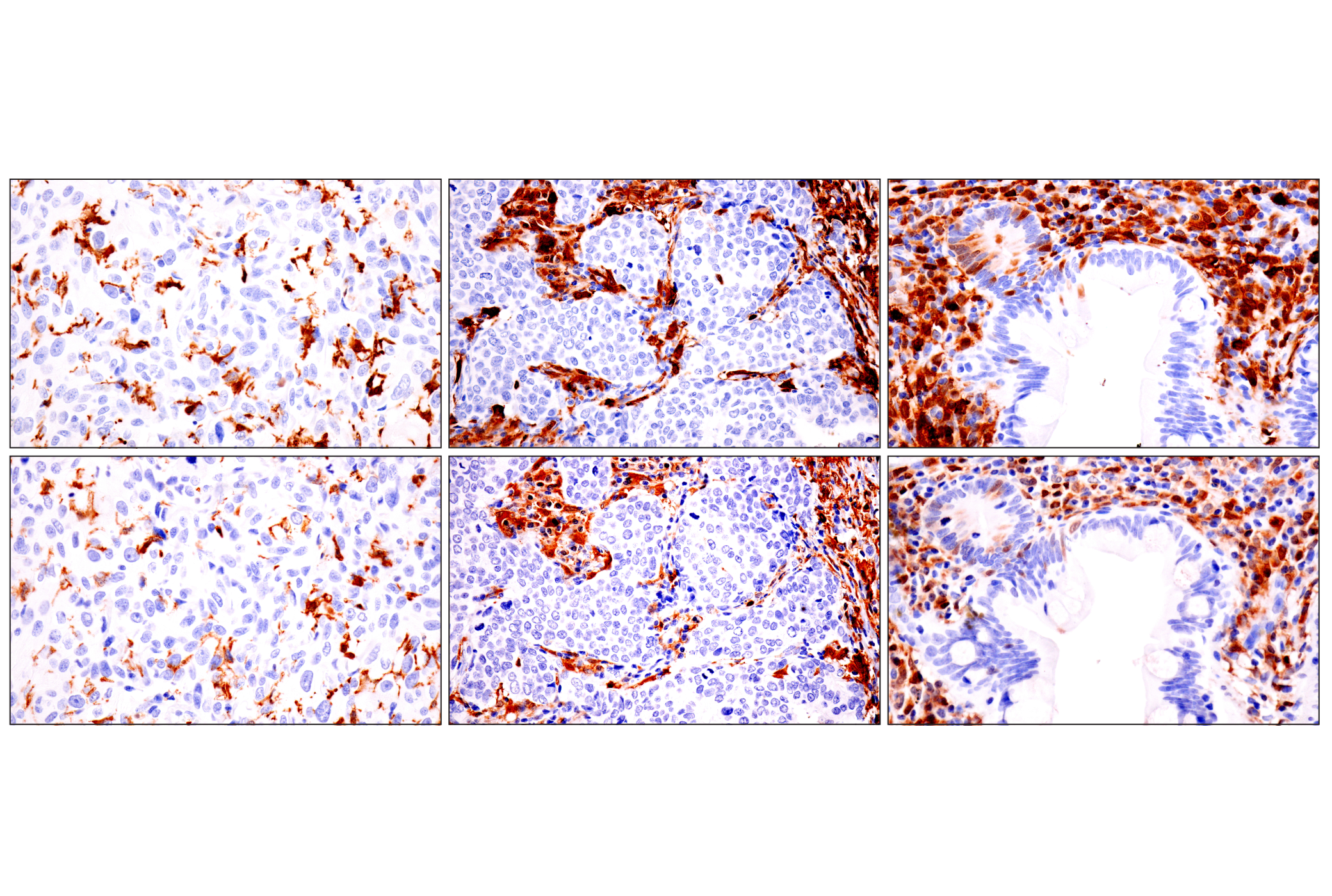 Immunohistochemistry Image 11: p47phox (F3Y6C) Rabbit mAb (BSA and Azide Free)