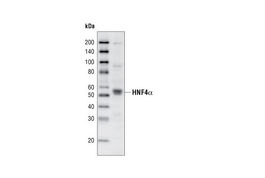 Western Blotting Image 1: HNF4α (G162) Antibody