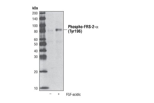  Image 1: Acidic Fibroblast Growth Factor (aFGF)