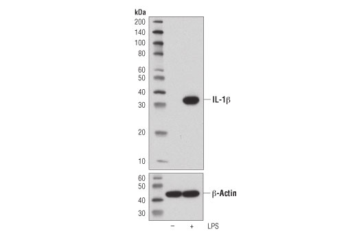Western Blotting Image 1: IL-1β (D6D6T) Rabbit mAb (Mouse Specific)