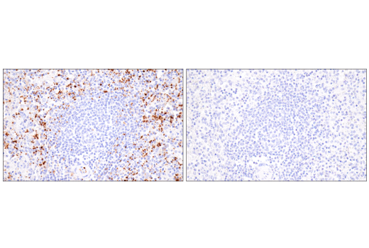 Immunohistochemistry Image 12: CD62P/P-Selectin (E8Q1W) XP® Rabbit mAb (BSA and Azide Free)