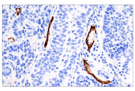 Immunohistochemistry Image 1: CD62P/P-Selectin (E8Q1W) XP® Rabbit mAb (BSA and Azide Free)