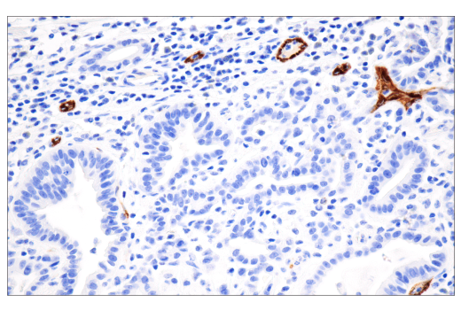 Immunohistochemistry Image 3: CD62P/P-Selectin (E8Q1W) XP® Rabbit mAb (BSA and Azide Free)