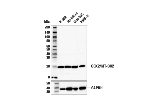 Western Blotting Image 1: COX2/MT-CO2 Antibody