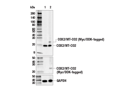 Western Blotting Image 2: COX2/MT-CO2 Antibody