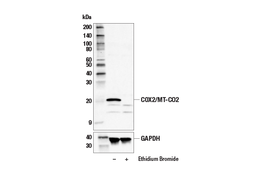 Western Blotting Image 3: COX2/MT-CO2 Antibody