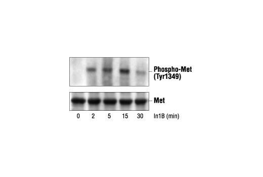 Western Blotting Image 2: Phospho-Met (Tyr1349) Antibody