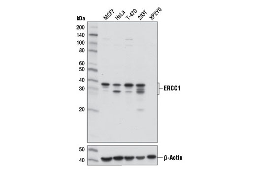 Western Blotting Image 1: ERCC1 (D6G6) XP® Rabbit mAb (BSA and Azide Free)