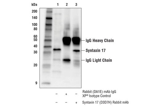 Immunoprecipitation Image 1: Syntaxin 17 (D3D7H) Rabbit mAb