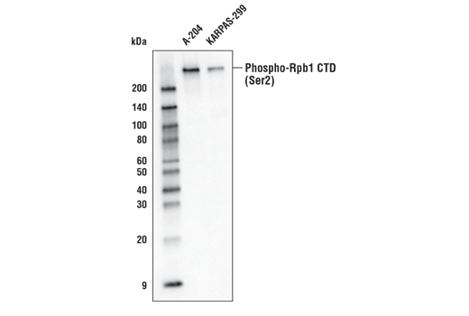 Western Blotting Image 1: Phospho-Rpb1 CTD (Ser2) (E1Z3G) Rabbit mAb (Biotinylated)