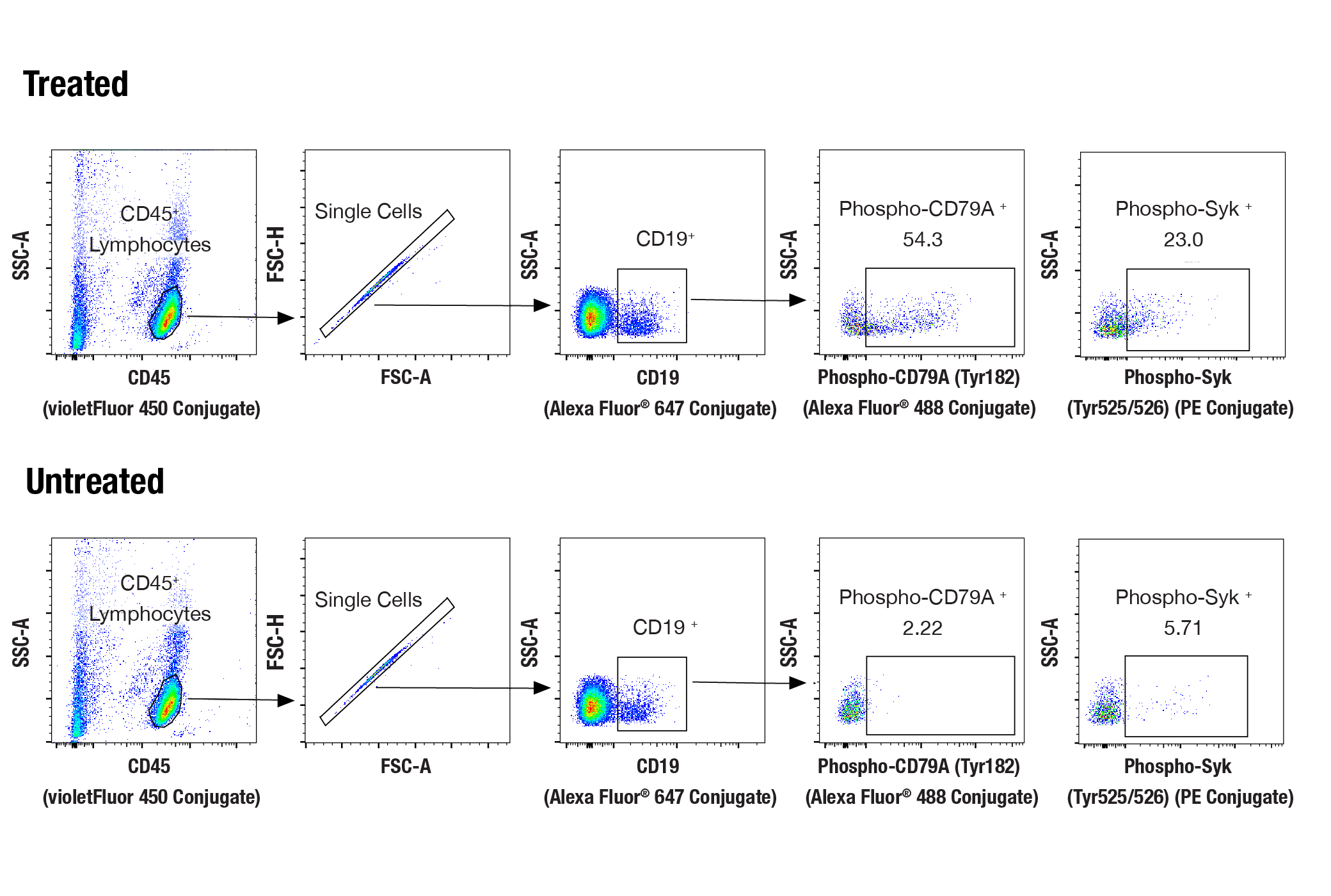 Flow Cytometry Image 1: Human B Cell Signaling Flow Cytometry Panel