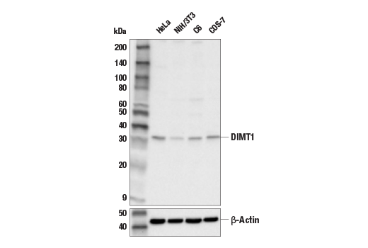 Western Blotting Image 1: DIMT1 Antibody