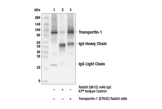 Immunoprecipitation Image 1: Transportin-1 (E7X4Z) Rabbit mAb