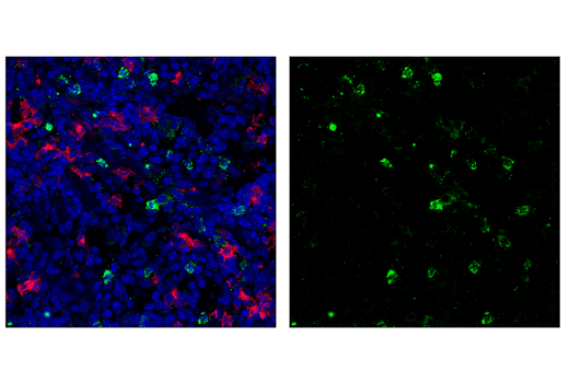 Immunofluorescence Image 1: Ly-6G/Ly-6C (Gr-1) (RB6-8C5) Rat mAb